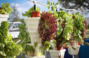 Hydroponic Garden at the Urban Farming Institute's Community Gardens.