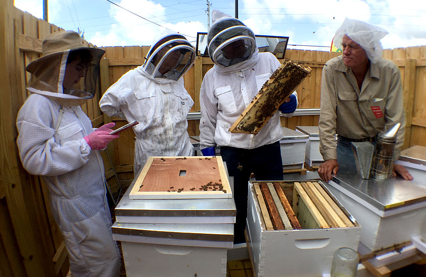 Micro Apiary inspection